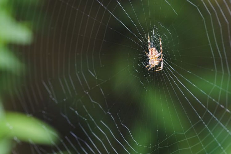 آراکنوفوبیا یا عنکبوت هراسی