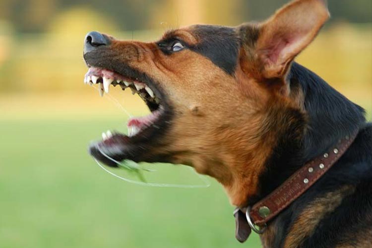 ترس از سگ، درمان سینوفوبیا یا سگ هراسی